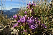 04 Gentiana anisodonta ramosa sul 'Sentiero degli Stradini' con vista in Resegone